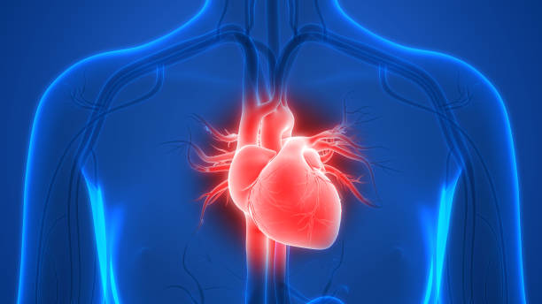 Physician reviewing advanced lipid markers and cardiovascular imaging as part of a personalized heart prevention plan